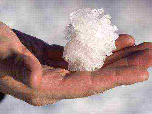 how to grow salt crystals at home