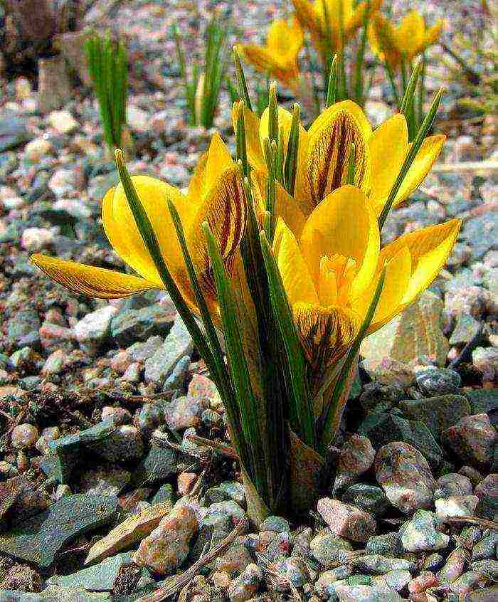 how to grow crocuses at home