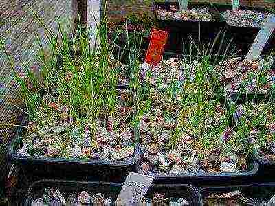 how to grow crocuses at home