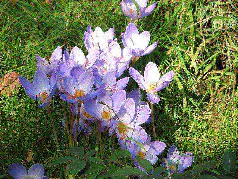 how to grow crocuses at home