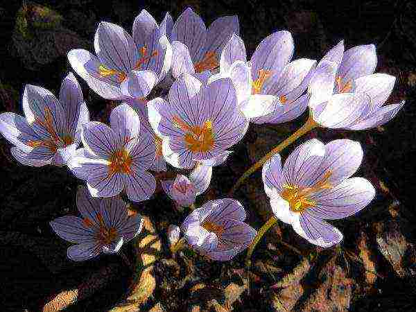 how to grow crocuses at home