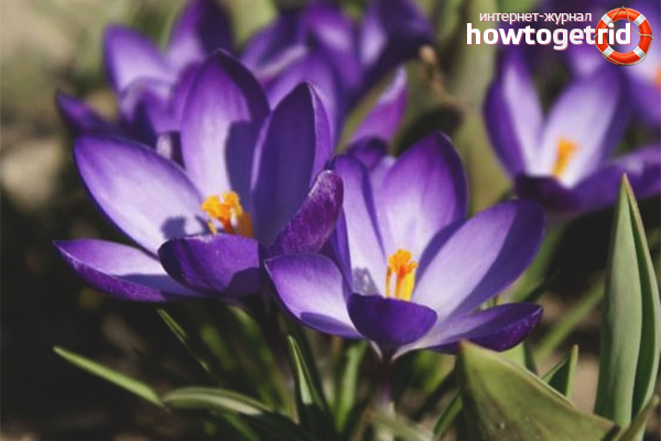 how to grow crocuses at home