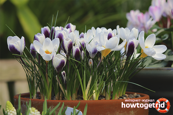 how to grow crocuses at home