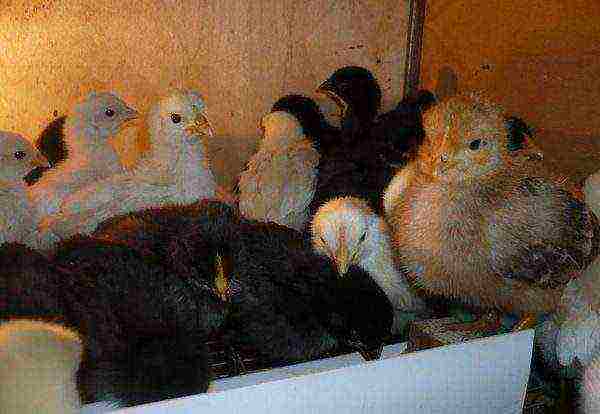 how to grow broiler chickens at home