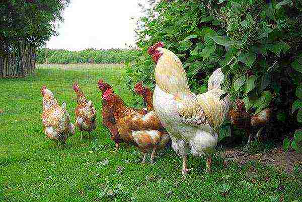 how to grow chickens for meat at home