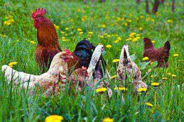 kung paano palaguin ang mga manok para sa karne sa bahay