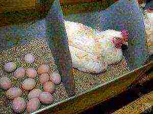 how to grow chickens for meat at home