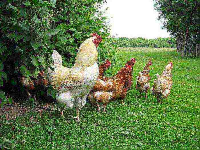 how to grow chickens for meat at home