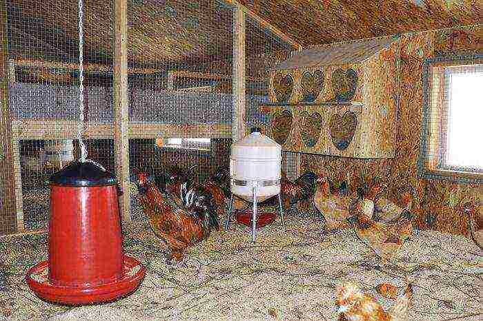 how to grow chickens for meat at home