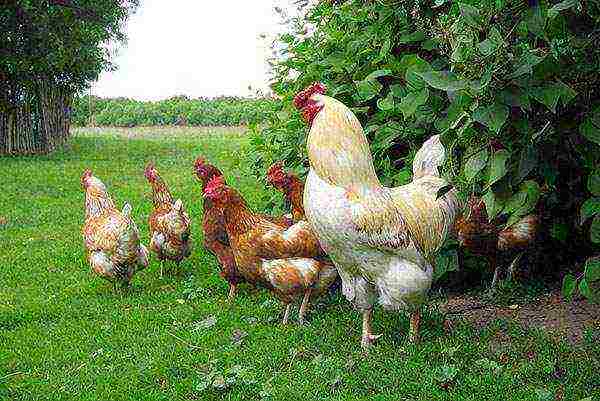 how to grow hens at home