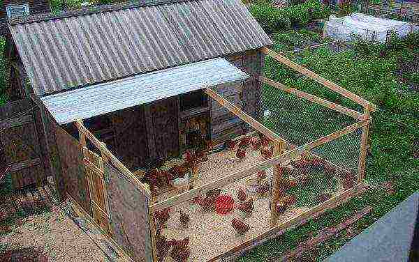how to grow hens at home
