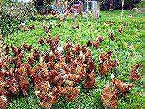 how to grow hens at home