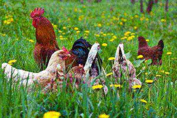 kako uzgajati kokoši kod kuće