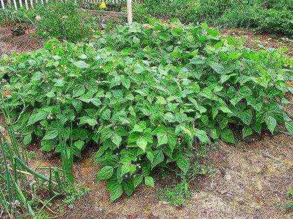 how to grow bush beans outdoors