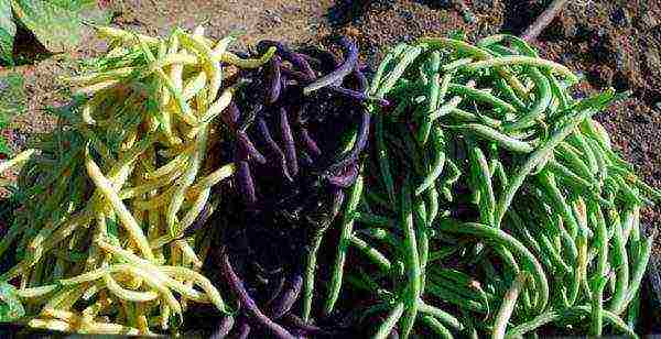 how to grow bush beans outdoors