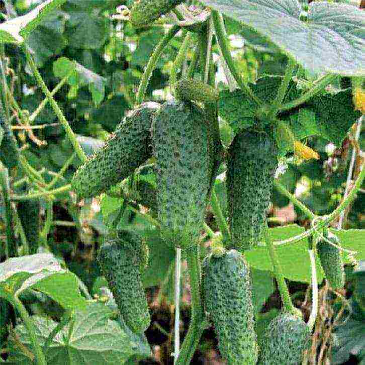 how to grow bush cucumbers outdoors