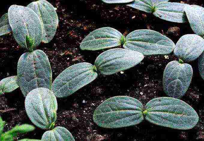 kung paano palaguin ang mga cucumber ng bush sa labas