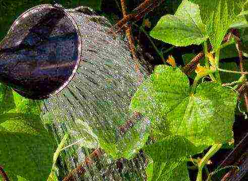 kung paano palaguin ang mga cucumber ng bush sa labas