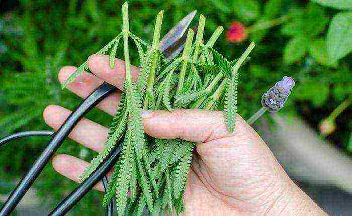 kung paano palaguin ang lavender mula sa mga binhi sa bahay