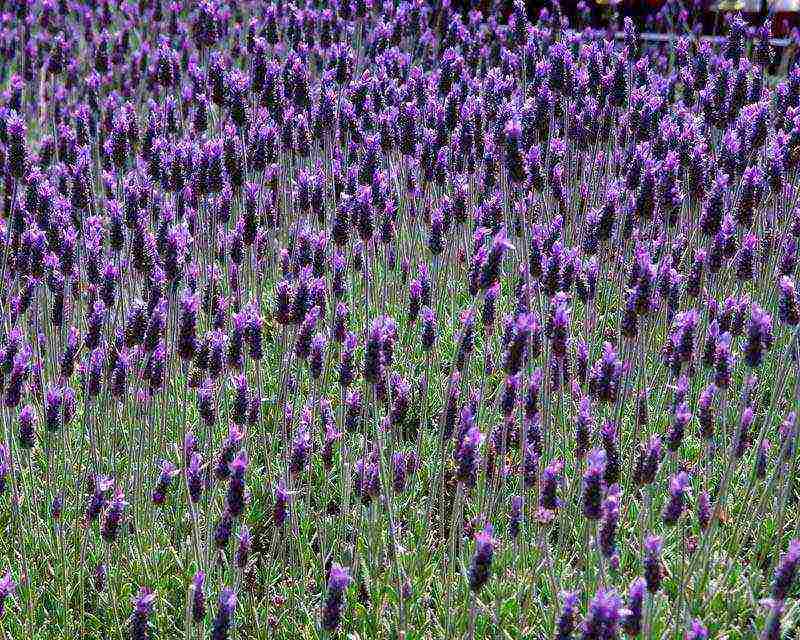 how to grow lavender from seeds at home