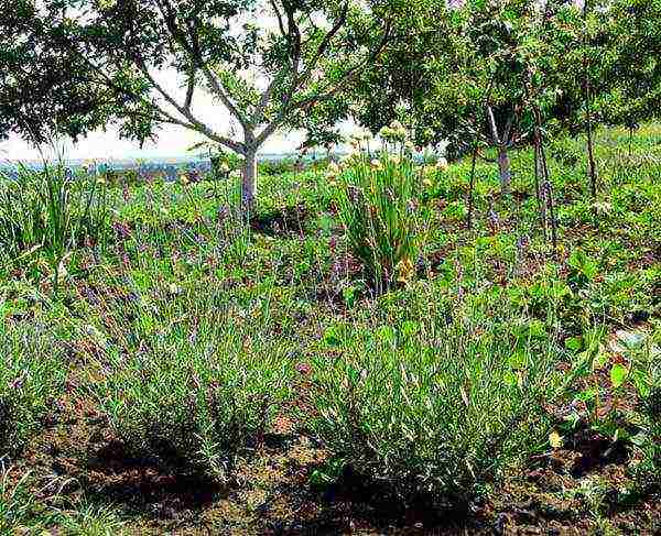 how to grow lavender from seeds at home