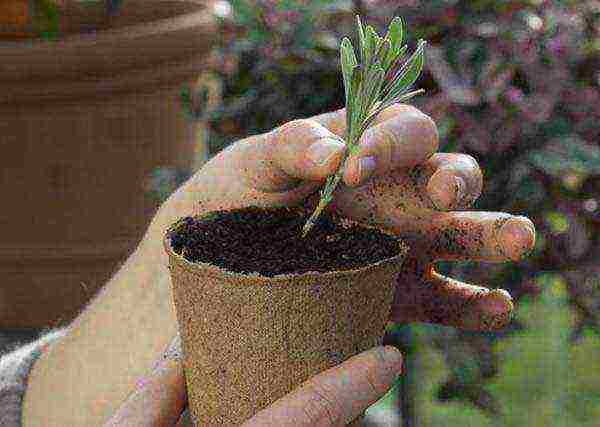 kung paano palaguin ang lavender mula sa mga binhi sa bahay