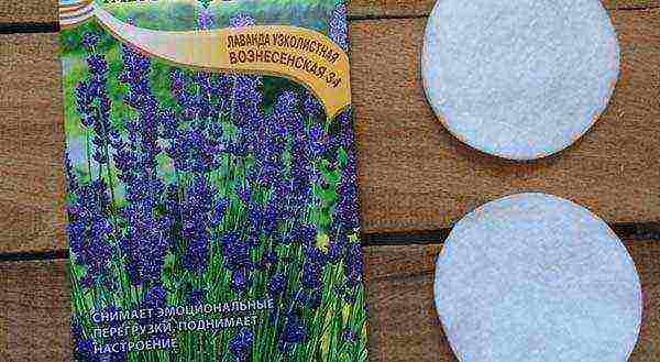 how to grow lavender from seeds at home