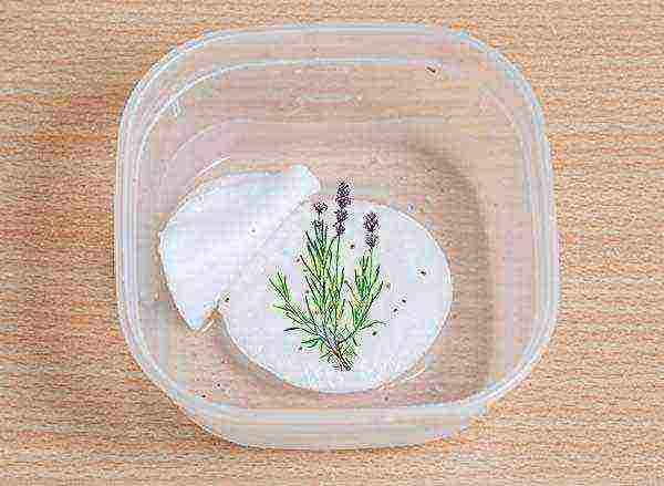 how to grow lavender from seeds at home