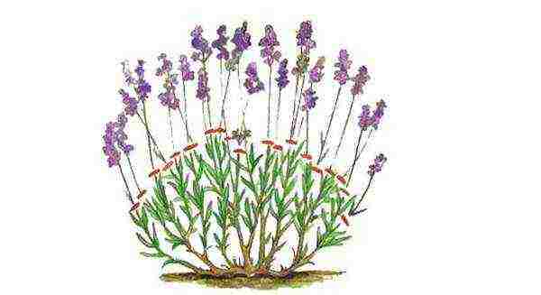 how to grow lavender from seeds at home