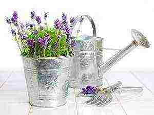 how to grow lavender from seeds at home