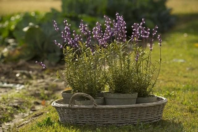 how to grow lavender at home outdoors