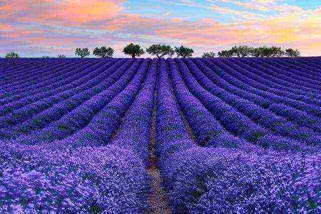 kung paano palaguin ang lavender sa bahay sa labas