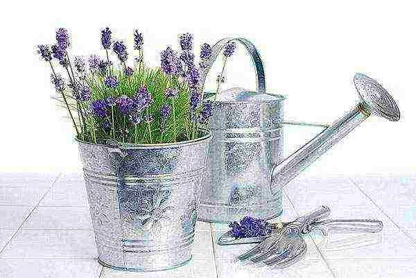 how to grow lavender at home outdoors