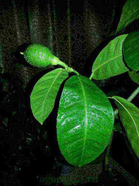 kung paano mapalago ang mga limon mula sa binhi sa bahay