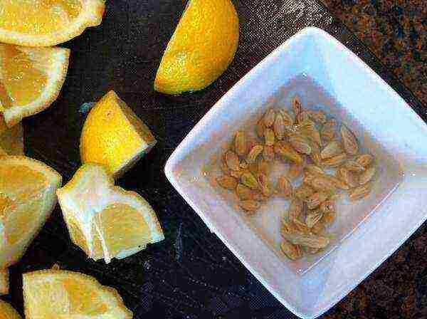 how to grow lemons from seed at home