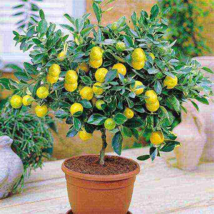 how to grow lemons from seed at home