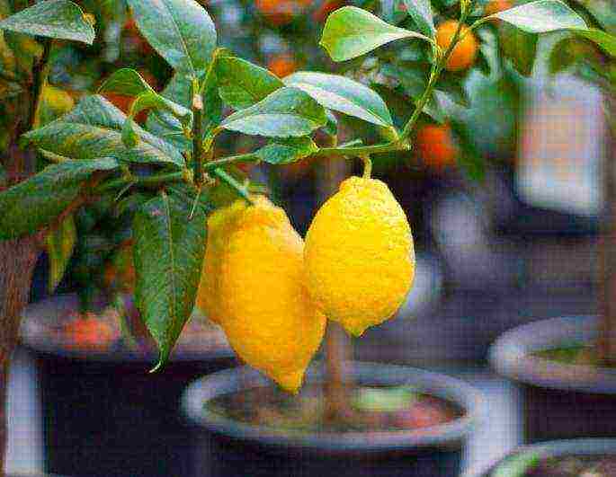 how to grow lemons from seed at home