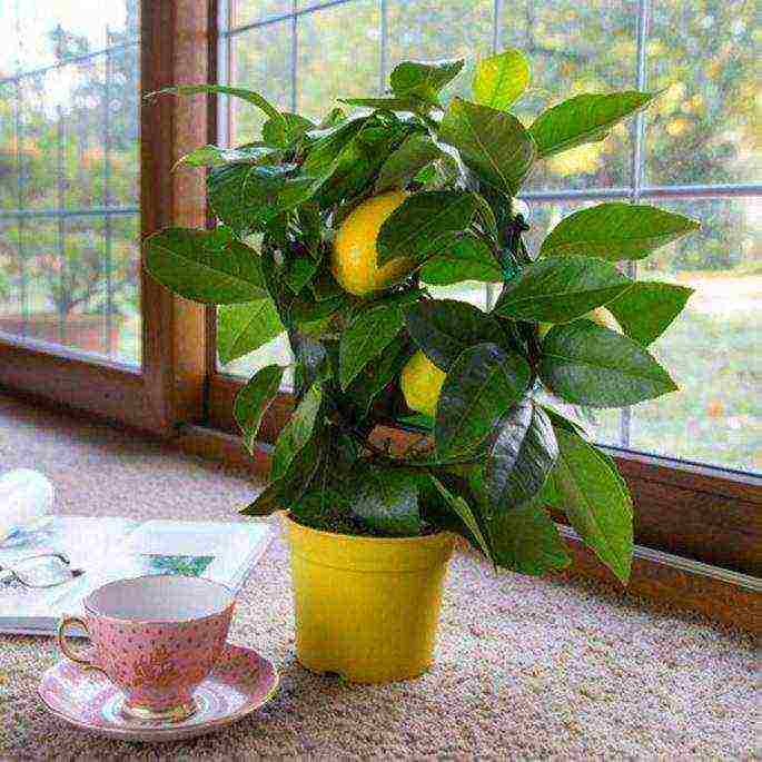 how to grow lemons from seed at home