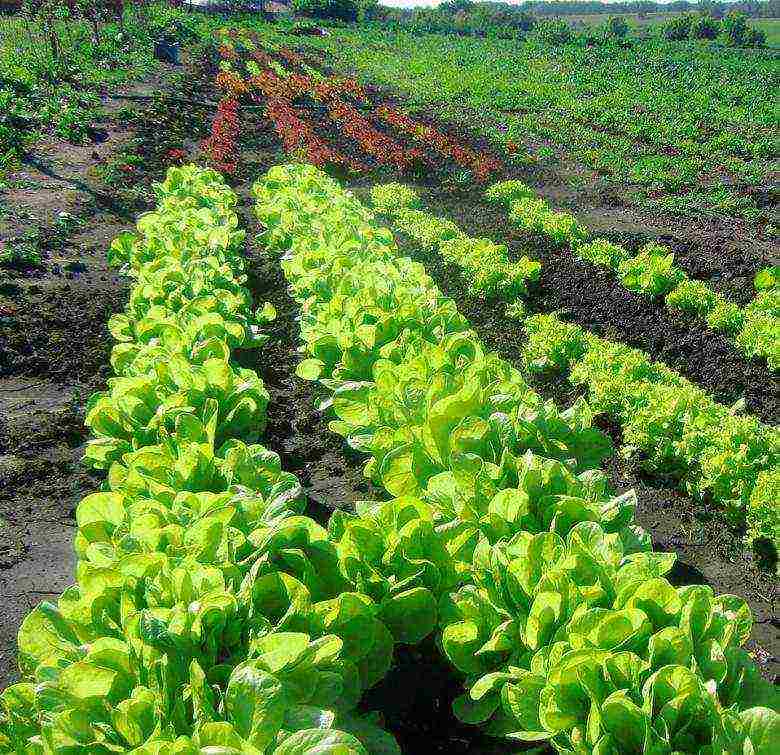 how to grow lettuce leaves at home