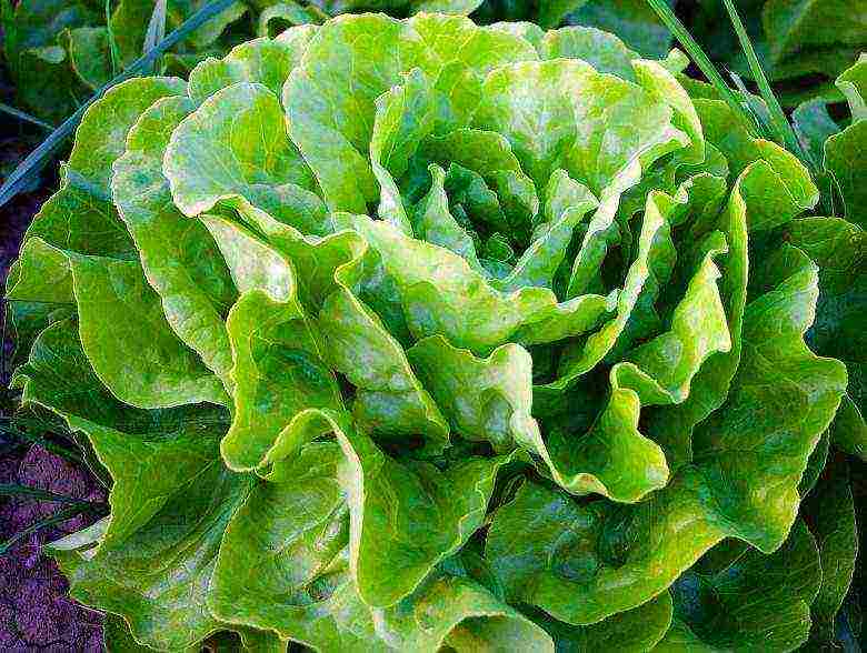 how to grow lettuce leaves at home