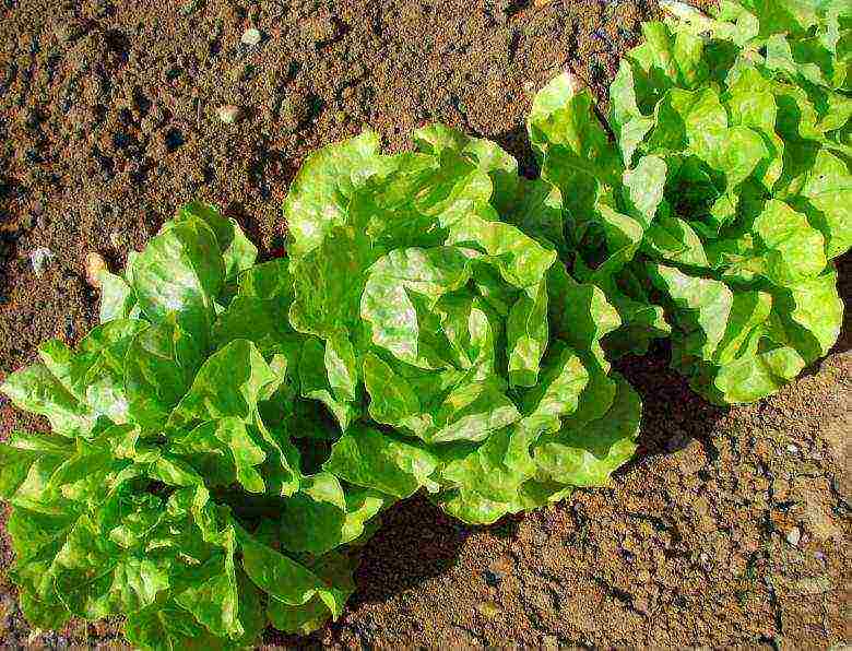 how to grow lettuce leaves at home