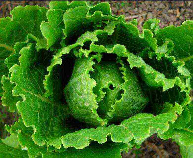 how to grow lettuce leaves at home