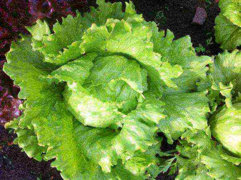 how to grow lettuce leaves at home