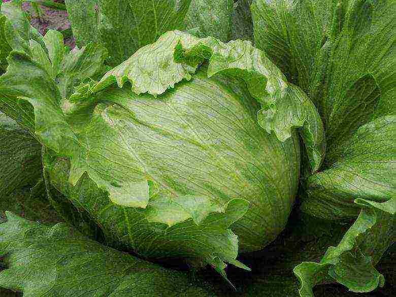 how to grow lettuce leaves at home