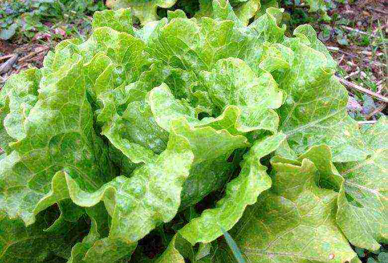 how to grow lettuce leaves at home