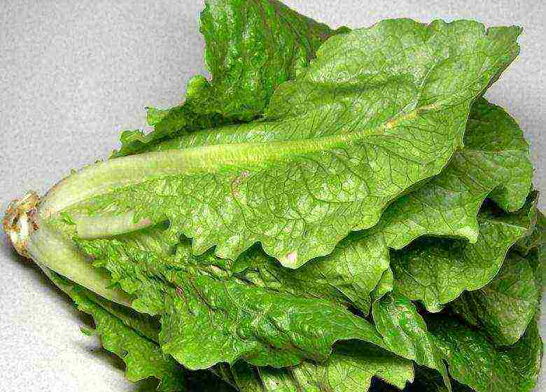 how to grow lettuce leaves at home