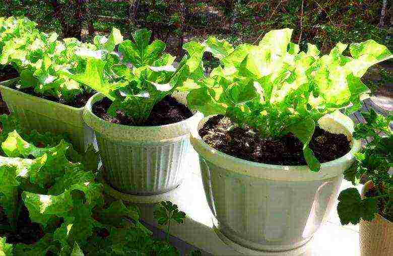 how to grow lettuce leaves at home