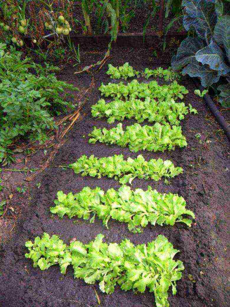 how to grow lettuce leaves at home