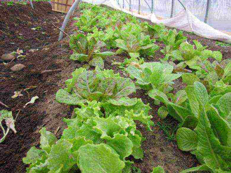 how to grow lettuce leaves at home