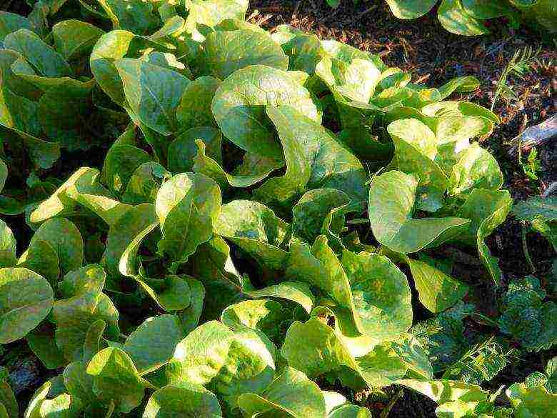 how to grow lettuce leaves at home